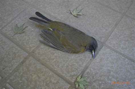 小鳥死掉怎麼處理|處理野生禽鳥屍體的安全指引